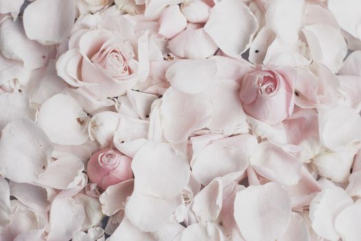 rose flower petals on marble - wedding, holiday and floral garden styled concept, elegant visuals