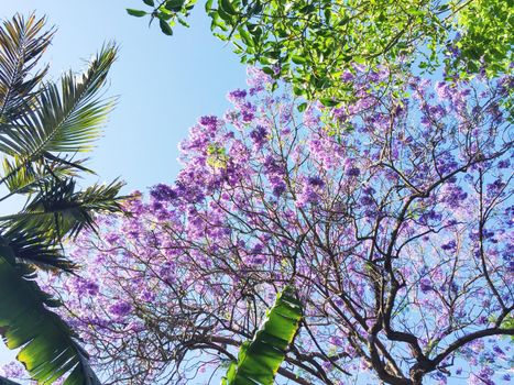 tree in bloom - beauty in nature, landscapes and environment concept, elegant visuals