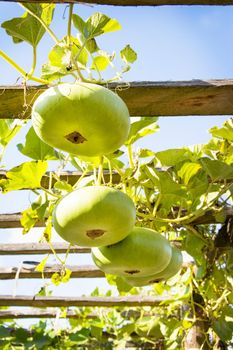 Calabash tree Tree of gourd and bottle gourd.