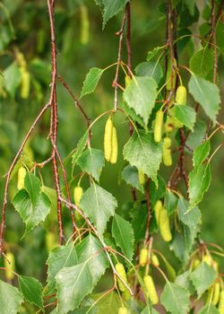 Silver Birch (Betula pendula) detail. Shallow depth of field photo, only few leaves and fruits in focus. Abstract spring background.