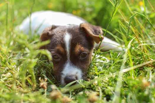 Seven weeks old Jack Russell terrier puppy laying in the grass lit by sun. Close up on dog face.