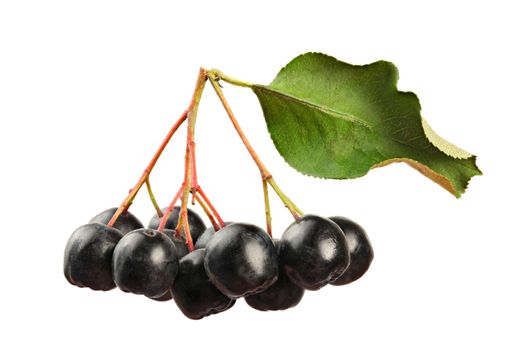 Aronia (Chokeberry) fruits with stems and leaf, isolated on white background, close up detail.