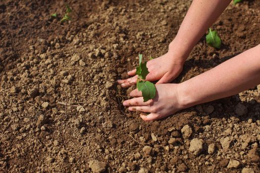 Woman hands planting green seedling into ground. Spring gardening.