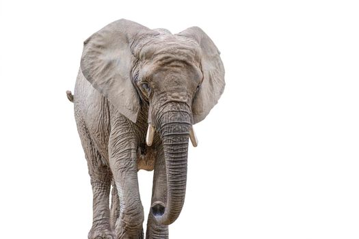 Walking elephant isolated on white. African elephant isolated on a uniform white background. Photo of an elephant close-up, side view
