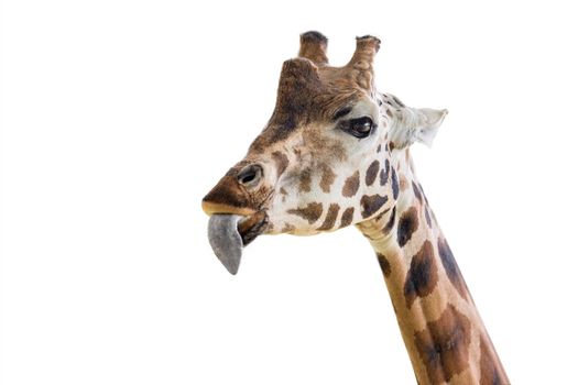 Giraffe shows a long tongue. Funny giraffe isolated on white background. Close-up of a giraffe's head with its tongue hanging out