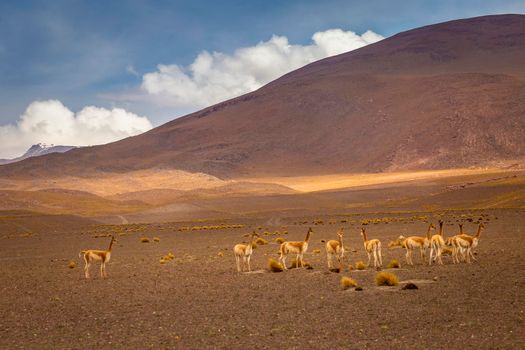 Group of Guanacos Vicunas in the wild of Atacama Desert, Andes altiplano, South America