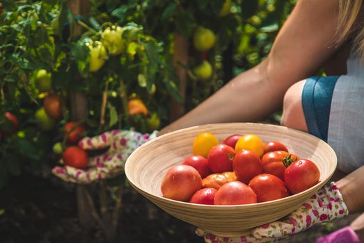 The farmer harvests tomatoes in the garden. Selective focus. Food.