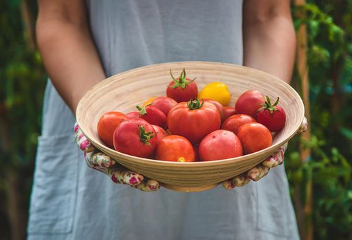 The farmer harvests tomatoes in the garden. Selective focus. Food.