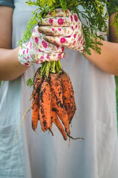 Farmer woman harvests carrots in the garden. Selective focus. Food.