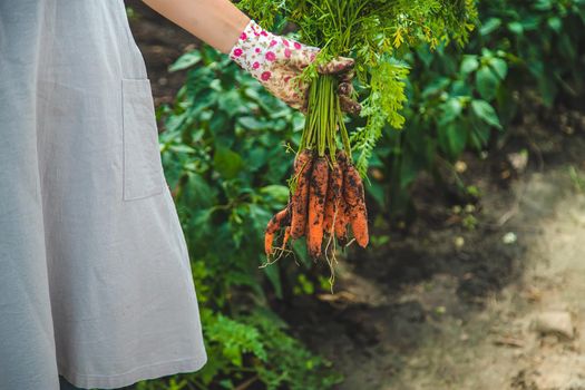 Farmer woman harvests carrots in the garden. Selective focus. Food.