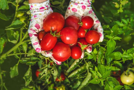 The farmer harvests tomatoes in the garden. Selective focus. Food.