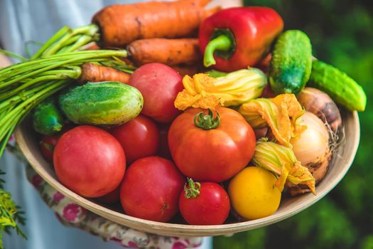 Farmer woman harvests vegetables in the garden. Selective focus. Food.