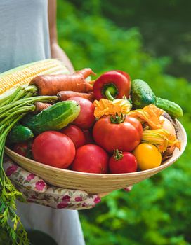 Farmer woman harvests vegetables in the garden. Selective focus. Food.