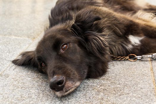 A beautiful mongrel dog with a long coat of smoky color lies close up