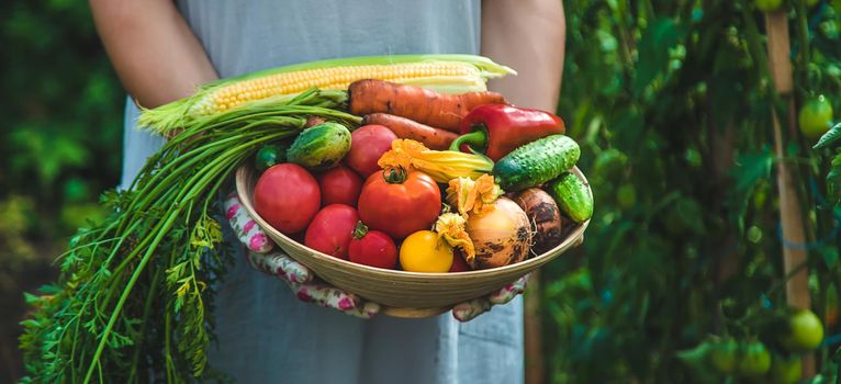 Farmer woman harvests vegetables in the garden. Selective focus. Food.