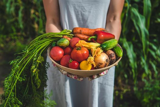 Farmer woman harvests vegetables in the garden. Selective focus. Food.