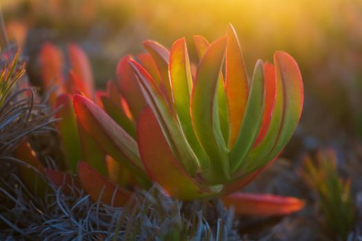 Colorful succulent Carpobrotus chilensis in the rays of the setting sun close up