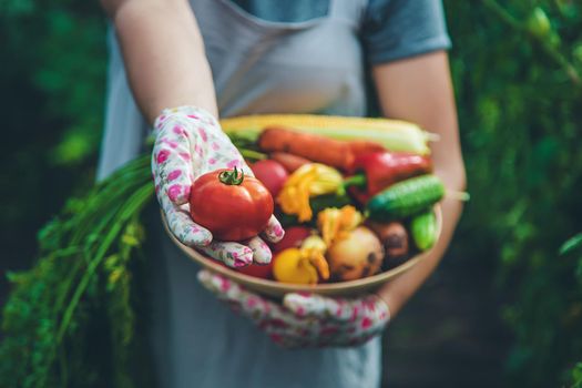 Farmer woman harvests vegetables in the garden. Selective focus. Food.