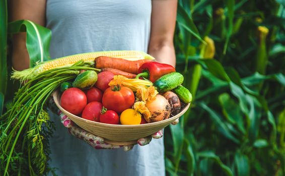Farmer woman harvests vegetables in the garden. Selective focus. Food.