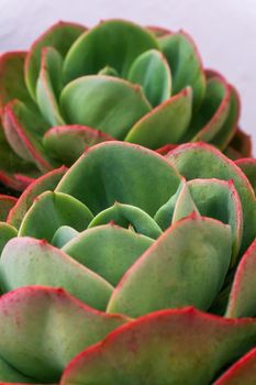 Multicolored red - green rosettes of succulents close up