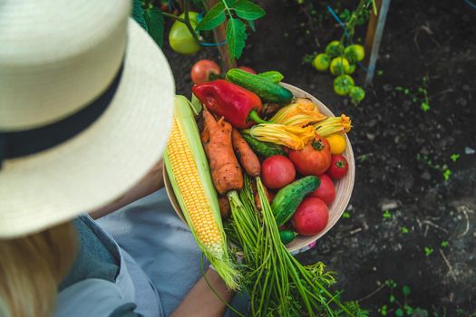 Farmer woman harvests vegetables in the garden. Selective focus. Food.