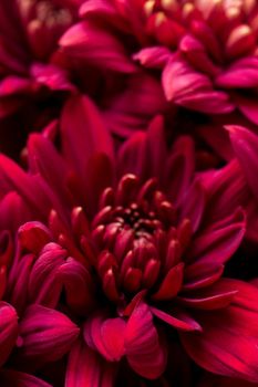 Burgundy chrysanthemum flowers on a white background close up