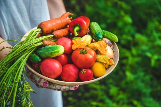 Farmer woman harvests vegetables in the garden. Selective focus. Food.