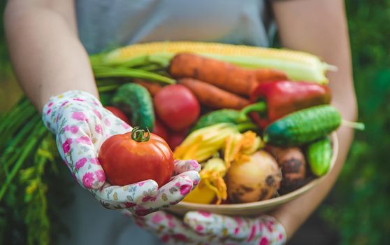 Farmer woman harvests vegetables in the garden. Selective focus. Food.