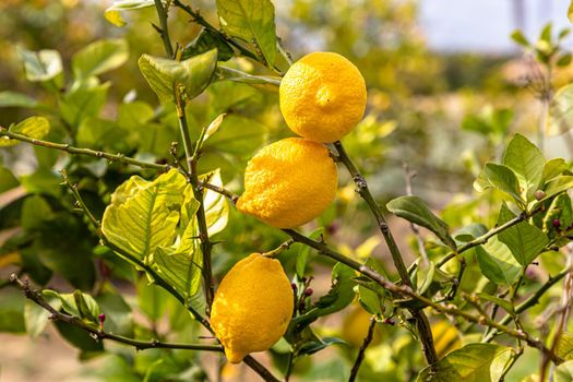 Ripe lemons hanging on a tree. Growing a lemon. Mature lemons on tree. Selective focus and close up.