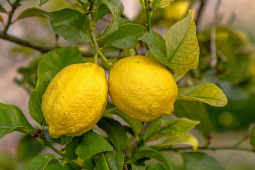 Ripe lemons hanging on a tree. Growing a lemon. Mature lemons on tree. Selective focus and close up.