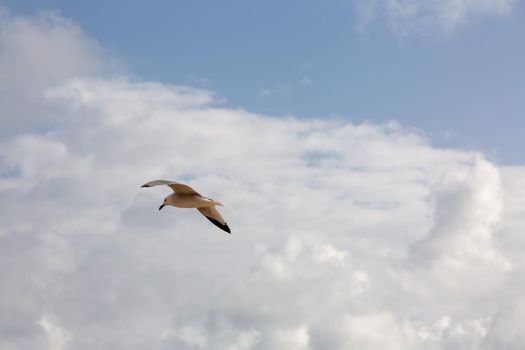Seagull flying in clear sky at summer day. seagull flying among the clouds.