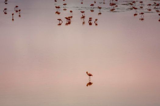 Laguna Colorada, Red Lagoon, is a shallow salt lake in the southwest of the altiplano of Bolivia, within Eduardo Avaroa Andean Fauna National Reserve and close to the border with Chile