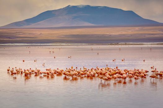 Laguna Colorada, Red Lagoon, is a shallow salt lake in the southwest of the altiplano of Bolivia, within Eduardo Avaroa Andean Fauna National Reserve and close to the border with Chile