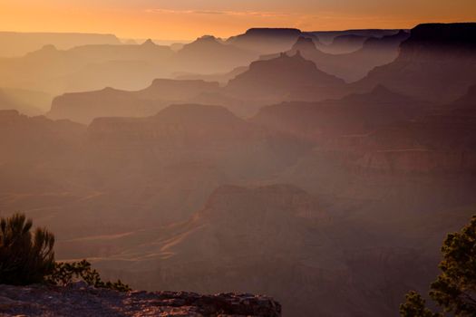 Grand Canyon south rim silhouette at golden sunset with tree, Arizona, United States