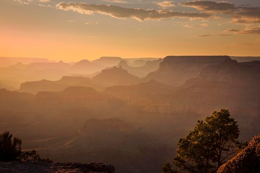 Grand Canyon south rim silhouette at golden sunset with tree, Arizona, United States