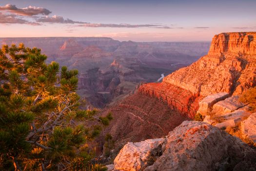 Grand Canyon south rim and Colorado River at sunset with tree, Arizona, United States