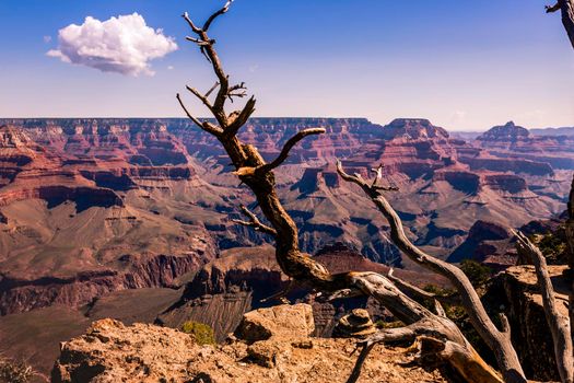 Grand Canyon south rim with single tree trunk, Arizona, United States