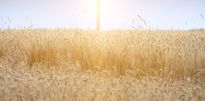field with growing yellow ripe wheat on a summer day. Bright rays of the sun