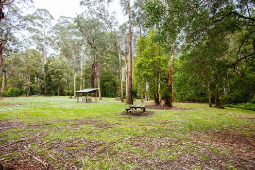 Sheoak Picnic Area at Henderson Falls, near Lorne, Victoria, Australia