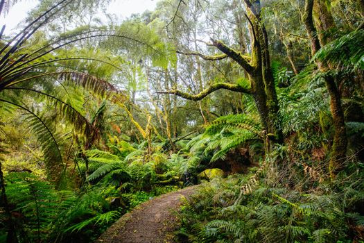 The popular Hopetoun Falls and surrounds after fierce winter storms near Lorne, Victoria, Australia