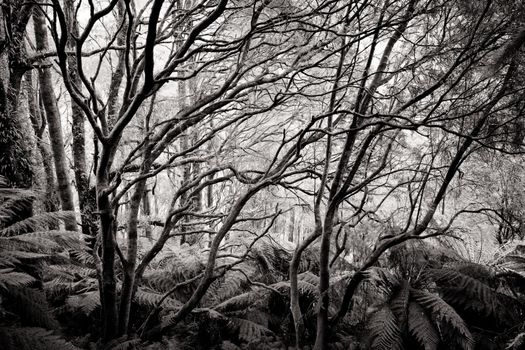 Beech Forest landscape in Cape Otway in Victoria, Australia