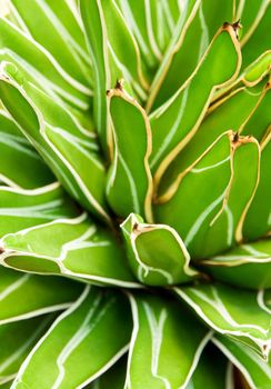 Agave succulent plant, freshness leaves with thorn of Queen victoria century agave