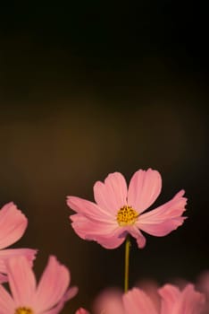 Pink Cosmos flower in the garden