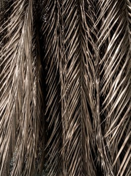 Brown strips of dry palm leaf parts. Abstract background