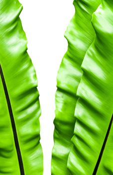 Close up freshness and big leaves of Bird's nest fern (Asplenium nidus) in the tropical garden