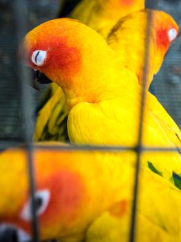 Yellow birds are trapped in a cage