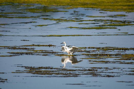 egret bird in the lake looking for prey in the summer time