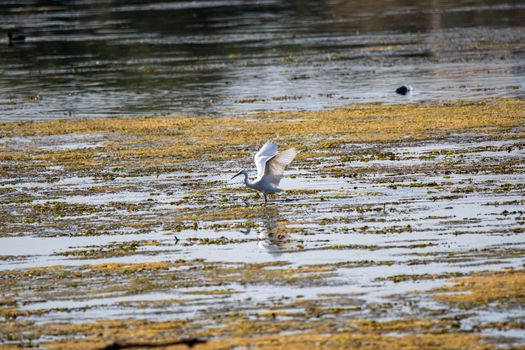 egret bird in the lake looking for prey in the summer time