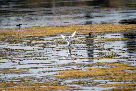 egret bird in the lake looking for prey in the summer time