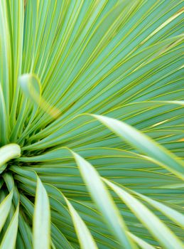 Soft and narrow leaf of Agave succulent plant, Agave Yucca Linearis, freshness leaves with thorn of Linear-Leaf Yucca